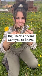 Dandelions⬇️ ✨Comment "HEAL" to learn more✨ Have you ever thought about why we spray dandelions? You may think it’s because they are a weed, they make your yard look ugly (they don’t,) or that they are bad for your lawn. NO! We have been told to spray dandelions because they are one of the most amazing and readily-available medicinal flowers. When you learn to heal yourself through food, the system loses because sick people = $$$ …and they want you sick! Not only this, dandelions are one of the 