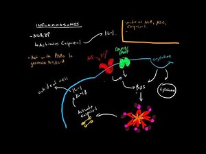 Immunology - What are Inflammasomes?