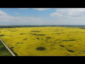 Sprawling Fields of Blooming Canola in Saskatchewan, Canada