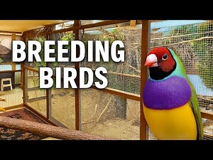 Inside a Finch Breeder’s Aviaries – How He Raises Finches & Softbills Indoors