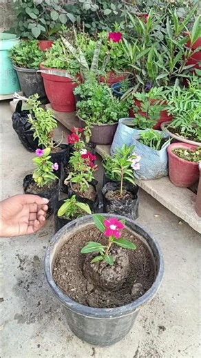 सदाबहार का पौधा लगाने से क्या लाभ होता हैं 🪴 #garden #tips #shorts #viral #ytshorts #plants