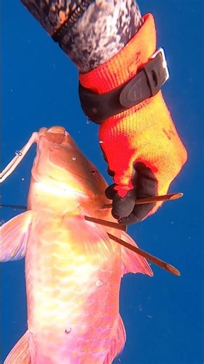 3 pronging at 80+ ft #fish #spearfishing #outdoors