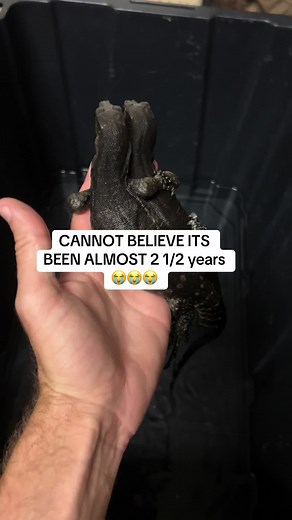 Amazing Facts About Asian Water Monitor Lizards