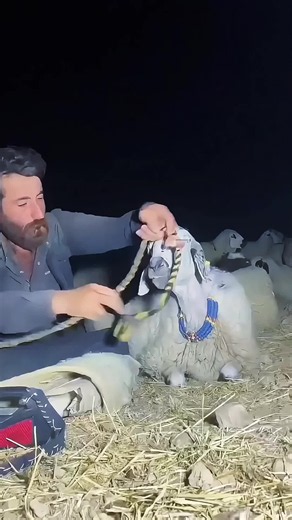 One Tied Sheep Can Control an Entire Flock 🐑 #Sheep #FarmingLife #AnimalBehavior #NatureFacts #Agriculture