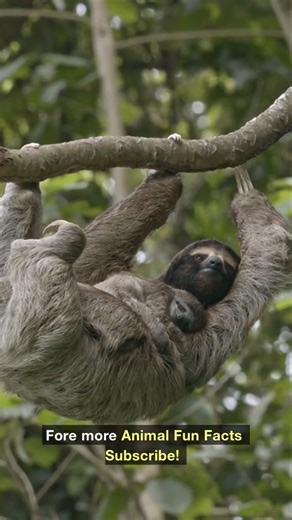 Animal FunFact# 11🦥Three-Toed Sloth #funfacts #animalfacts #sloth