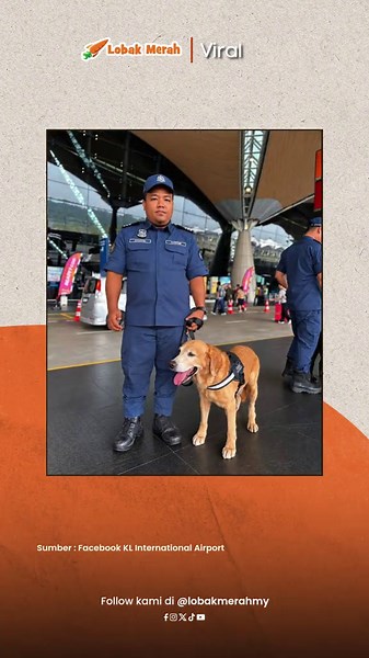 Memperkenalkan Stokes, Goku dan Earl! 🐾 Di sebalik wajah comel mereka, tiga ekor anjing K9 ini merupakan anjing terlatih yang bertugas di Terminal 1 Lapangan Terbang Antarabangsa Kuala Lumpur (KLIA) semalam. Menurut perkongsian KLIA di Facebook, anjing-anjing terlatih ini menjalankan tugas bersama pengendali masing-masing bagi sebagai usaha menjaga keselamatan lapangan terbang. Walaupun nampak comel, mereka memainkan peranan penting dalam memastikan keselamatan semua pengunjung dan penumpang. S