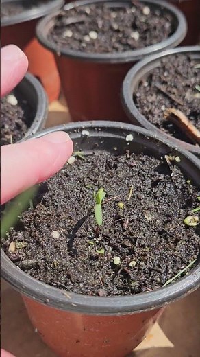 Conifer Tree Update! (Growing Spruce, Pine and Cedar Trees From Seed)