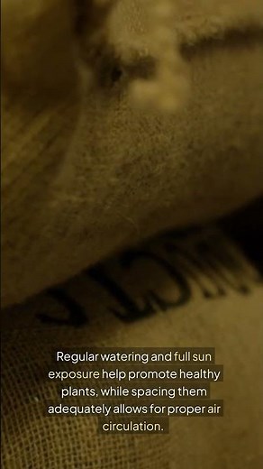 Lima Bean Gardening 101: Your Complete Guide to a Bountiful Harvest