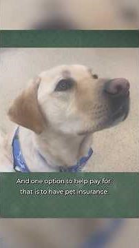 Pros and Cons of Pet Insurance