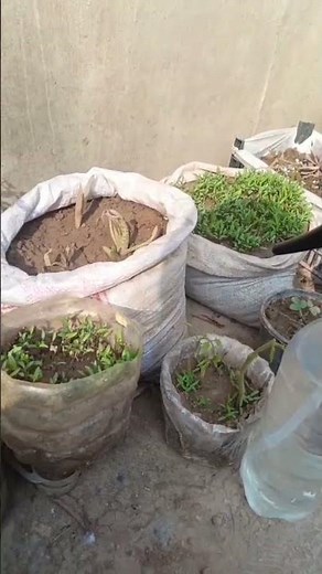 How to Grow Tomatoes at Home (Beginner’s Guide)