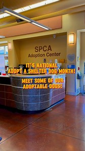 October is National Adopt a Shelter Dog Month! Meet some of our adorable adoptable dogs, these fur babies are patiently waiting to meet you! ❤️ | SPCA Monterey County