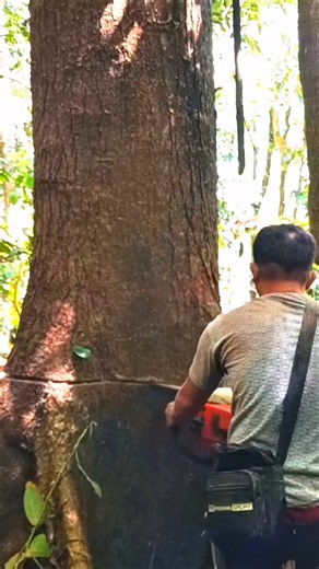 omg! the suspenseful tree felling process #tree #wood #chainsaw #dangerous
