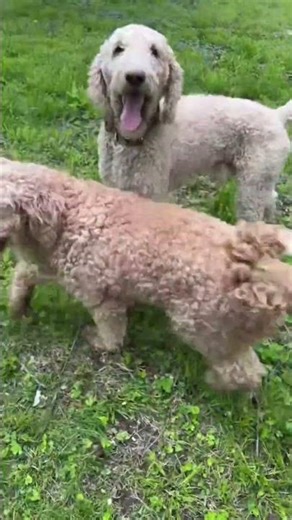 Springtime Magic on the Farm: Experience the Blooming Season #Spring #FarmLife