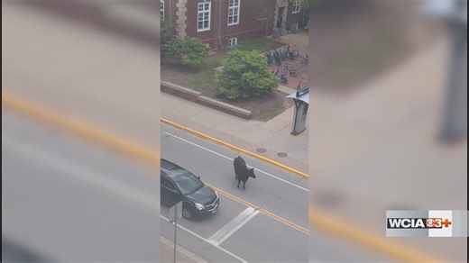 Watch: U of I students react after 'moo-ving' afternoon