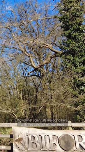 14K views · 122 reactions | Climate experiment reveals if trees will...