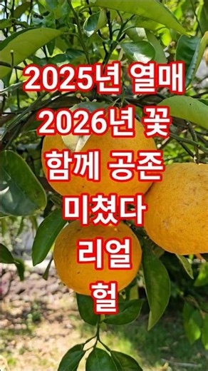 2025년 열매와 2026년 꽃이 함께 공존 하는 #하귤 미쳤다 #리얼 #헐 #대박 #신기한사실 #travel #korea #제주 #여행 #jeju #trip