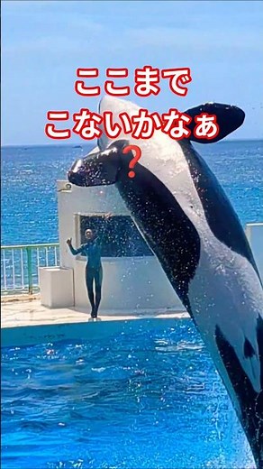 🥵ここまでこないかなぁ❓鴨川シーワールド❤️800個限定🎁福袋🎁販売開始しましたね😊
