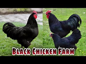 Black Chickens - Inside the Black Chicken Farm - Poultry Farm