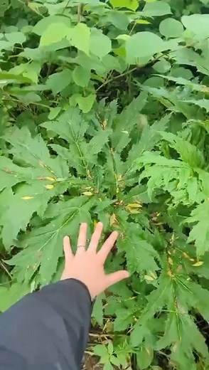 🌿 Our Invasive Non-Native Species (INNS) team is back with more behind-the-scenes footage! In our latest video, join us by the riverbank to see the challenges we face with invasive species like giant hogweed, Himalayan balsam, and Japanese knotweed. These plants are not just a nuisance, they pose serious threats to our local ecosystems. 🌱 Our dedicated team is working tirelessly to tackle these invasives, but we can't do it alone. We need your help! By collaborating with landowners, we can mak