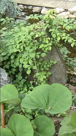 Planting Spring Ephemerals