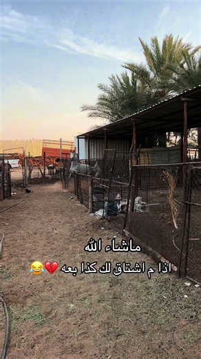 ‏#خيل_وخياله🐎 #خيل #تربيع_خيل #الرايسيه #شرار_الرايسيه | horses