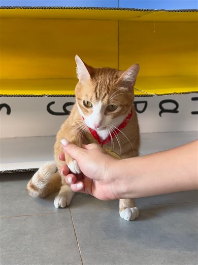 Hilarious Cat Challenge That Will Make You Laugh