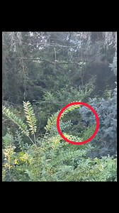 9.2K views · 361 reactions | Rudy went missing on Wednesday,...