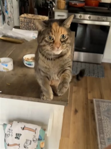 #cats #catsofttiktok #funnyanimals #meme #fyp