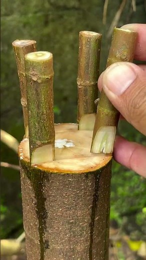 Learn Grafting with 4 Scions 🌲 Easy Plant Hack!