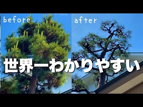 A thorough explanation of how to prune pine trees: a paid-for pruning video taught by a professio...