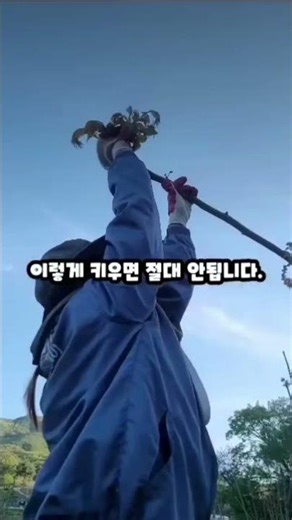 키우면 망해요. #가죽(참죽)나무 #귀농귀촌 #돈되는나무