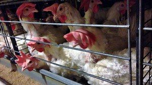 Chicken farm cruelty