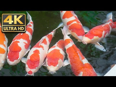 1 HOUR of Japanese Koi Pond in Japan (Relaxing Music in 4K)