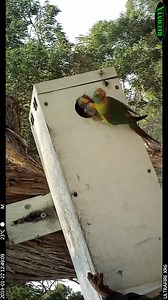 16K views · 500 reactions | ⭕ Save Help and Protect Endangered...