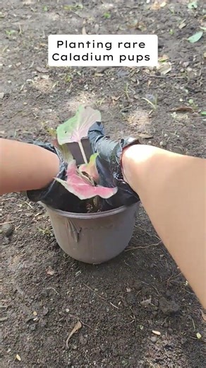 Planting rare Caladium #homegardening #tipsntricks #plantpropagation