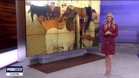 Sonoma County Fair's 84th year brings new circus theme, acrobats, water-skiing squirrel to Santa Rosa