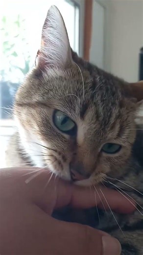 Un moment de tendresse avec mon chat mignon 🐾❤️#viedechat #cat #chatmignon #kitten #chat #funnycats