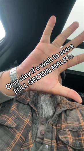 Exploring the Magnificent Male Silverback Gorilla