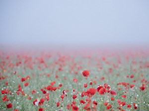 4 more Canadian folk songs about the Canadian war experience for Remembrance Day | Roots Music Canada