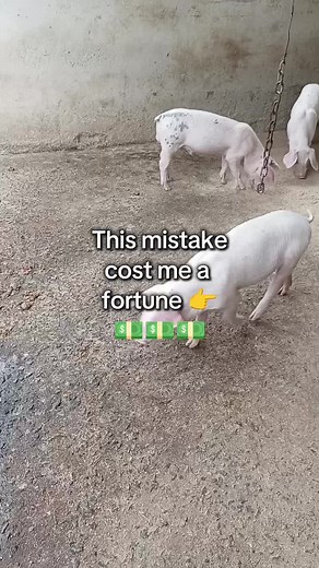 Choosing the Best Breeding Boar for Your Farm