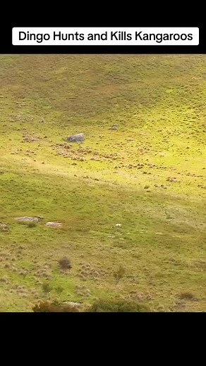 Dingo Hunts and Kills Kangaroos - Wildlife Documentary