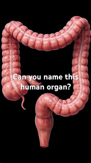 Can you name this human organ? #healthandwellness #anatomy #science #selfcare