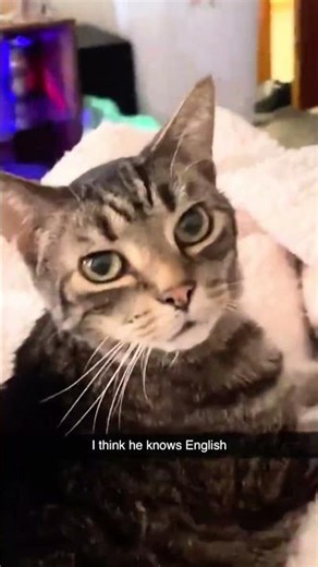 Cute kittens doing cute things 😍😂 #funny #catmemes #cat #cute #derpycats #shorts #viral