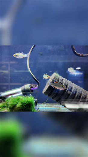 Obsessed with these little micro predators! Watching their sparring & breeding is so rewarding. A mainstay in my tank! #MicroPredator #Aquarium #Fishkeeping #FishTok