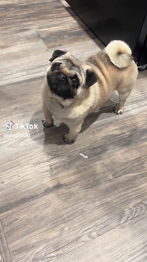 Adorable Pugs with Fluffy Tails: A Cute Compilation