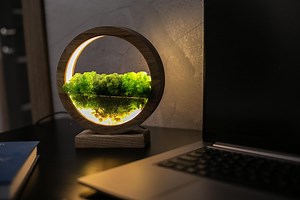 Round Wood Table Lamp With Preserved Moss | Scandinavian Night Light | Biophilic Decor - Etsy