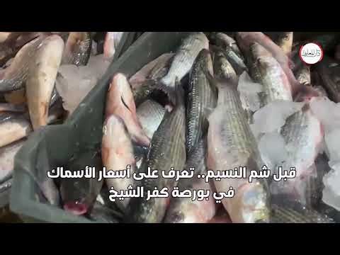 قبل شم النسيم.. تعرف على أسعار الأسماك في بورصة كفر الشيخ