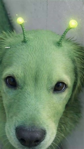 Videos de Bryan Gallardo (@bs_gallardo) con “sonido original - SUSEG 👻”