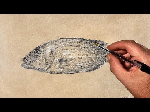 How to Sketch Draw a Snapper Fish with a BIC Biro Pen - Videos For Kids