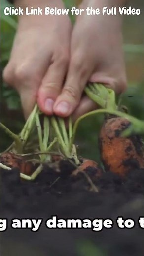 Harvesting Carrot The Perfect Timing Techniques Secrets for Maximum Yield | Luscious Healthy Carrots